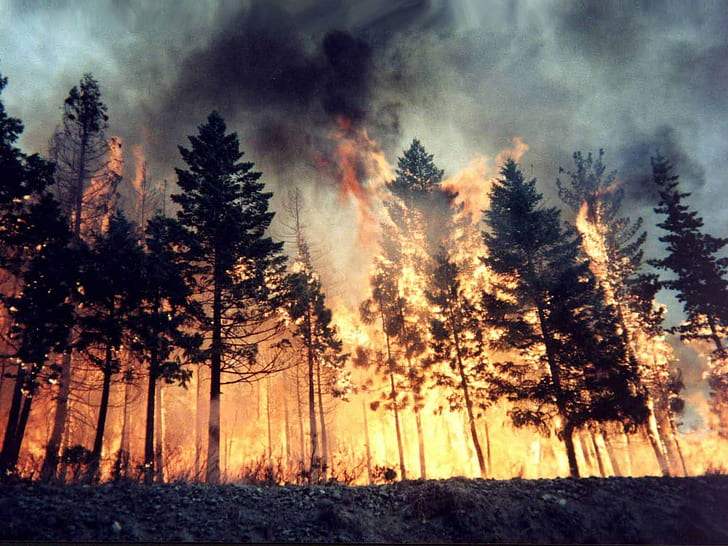 Esta es la realidad de los incendios forestales en España